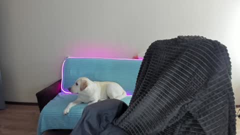 Snapshot of guy_liam1 chatting on 12-20-24, 08:06 guy_liam1 online show from 12-20-24, 08:06