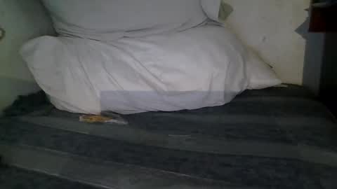 harry1cannary online show from 01-13-26, 03:23