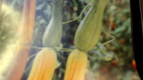 Snapshot of helvella chatting on 06-08-26, 08:09 Helvell online show from 06-08-26, 08:09