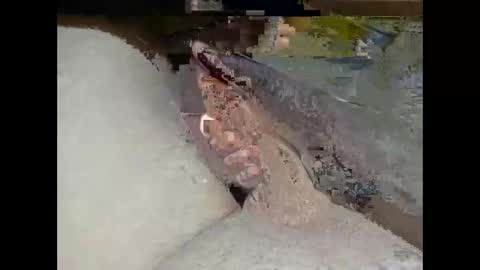 Snapshot of hung_mac0 chatting on 02-25-26, 02:27 hung_mac0 online show from 02-25-26, 02:27