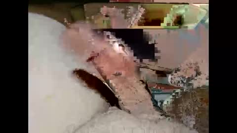 hung_mac0 online show from 03-19-26, 07:18