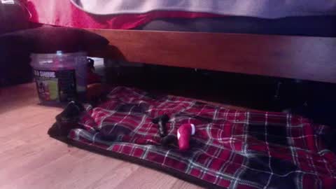 hungryforpussy1234567890 online show from 02-15-25, 11:58