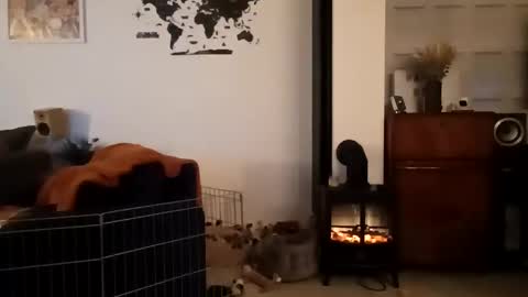 jaycat73 online show from 01-31-25, 11:45