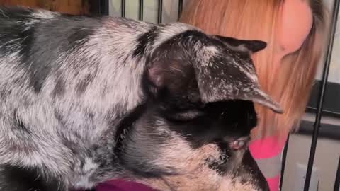 Kailee Smile online show from 03-29-26, 04:45