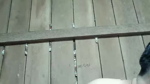 Ruru online show from 01-16-26, 04:00