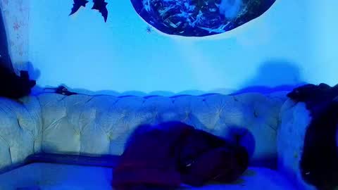 kira online show from 10-23-25, 11:53