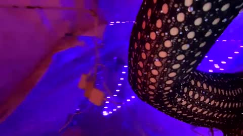 Snapshot of kissahsins chatting on 01-17-25, 08:34 Kissah Kreampuff online show from 01-17-25, 08:34