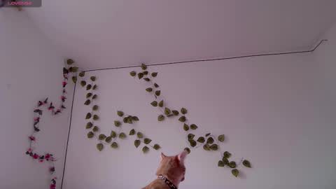 Snapshot of kitty_moon2 chatting on 03-03-26, 09:42 Kitty online show from 03-03-26, 09:42