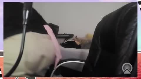 Bella Blue BBW online show from 12-16-25, 09:36