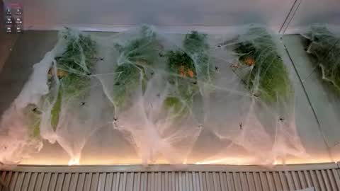 lana_lann online show from 10-20-25, 01:44