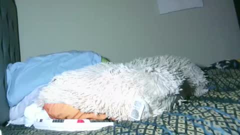 latinincognito online show from 02-04-26, 06:52