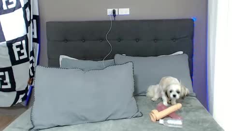 Jastine online show from 12-02-24, 01:58