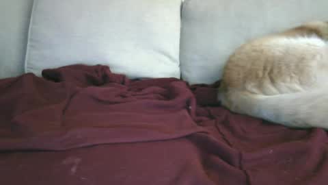 lowhangingfruit93 online show from 01-26-25, 03:48