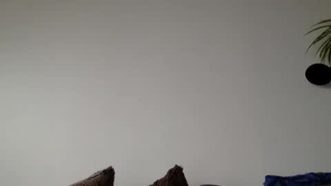 Lupine online show from 03-06-26, 09:06