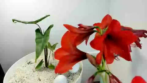 Snapshot of manup1977 chatting on 12-15-25, 12:09 manup1977 online show from 12-15-25, 12:09