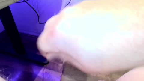 Snapshot of mellomike chatting on 09-22-25, 06:32 mellomike online show from 09-22-25, 06:32