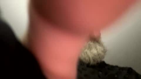 Menji online show from 04-25-26, 11:57