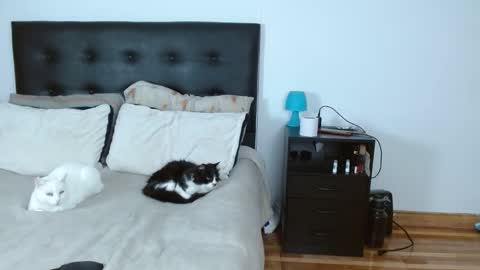 Michael  Iris online show from 12-14-25, 05:02