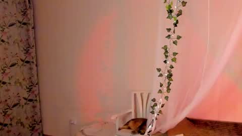 Snapshot of mish_ka3 chatting on 12-26-24, 08:00 Misha online show from 12-26-24, 08:00