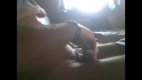 Snapshot of mowgli1977 chatting on 12-28-24, 08:37 mowgli1977 online show from 12-28-24, 08:37