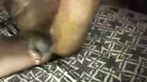 Snapshot of mrbigdiq chatting on 02-06-25, 06:18 MrBigDiQ1 online show from 02-06-25, 06:18