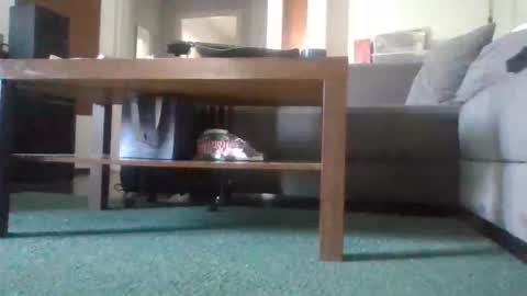 Snapshot of mrhandsomelovee chatting on 05-11-26, 08:53 Nikola online show from 05-11-26, 08:53