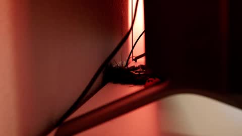 Snapshot of mrstenderbeast chatting on 03-01-25, 06:11 YOUR OWNER online show from 03-01-25, 06:11