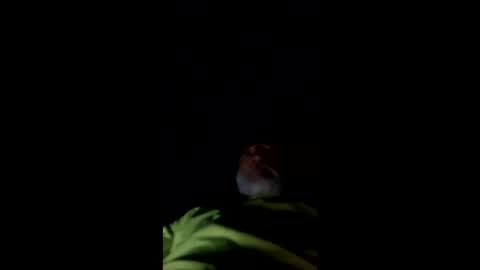 mullinfloggin79 online show from 05-28-26, 10:01