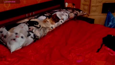 Snapshot of naughtyhousewifexx chatting on 01-30-25, 05:49 housewife Eva online show from 01-30-25, 05:49