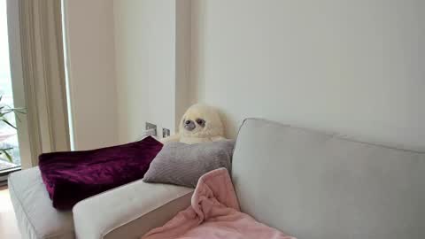 Gigi Chu  online show from 02-19-25, 03:05