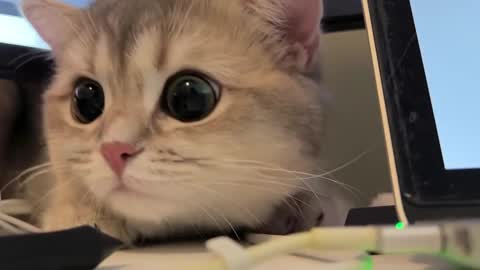 Snapshot of nochnoye_soltse chatting on 02-20-25, 08:25 Sun or Luna online show from 02-20-25, 08:25