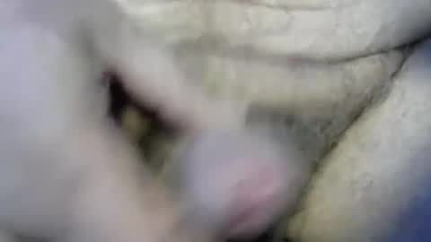 Snapshot of ogasmbyoral chatting on 12-04-24, 12:47 ogasmbyoral online show from 12-04-24, 12:47