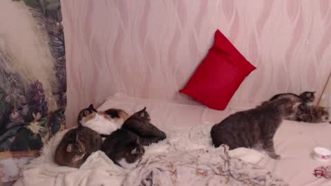 Snapshot of olivia_redd chatting on 03-04-25, 11:00 Olivia online show from 03-04-25, 11:00