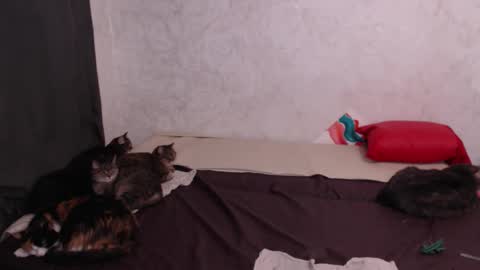 Olivia online show from 02-04-26, 03:12