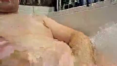 Snapshot of p20ccm chatting on 01-11-25, 07:27 p20ccm online show from 01-11-25, 07:27