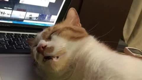 Pam online show from 03-04-25, 05:32