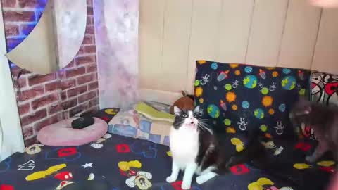 pamelaa Viscontty online show from 04-24-26, 02:36