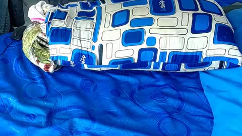 Yura independent  model online show from 01-06-25, 12:35