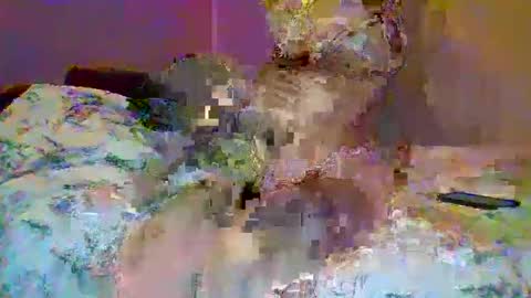 petite_baby23 online show from 05-23-26, 10:36