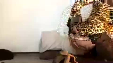 Snapshot of pilicross chatting on 07-19-26, 01:31 pilicross online show from 07-19-26, 01:31