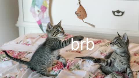 Snapshot of pink_girl0n chatting on 11-17-25, 07:08 Kitty online show from 11-17-25, 07:08