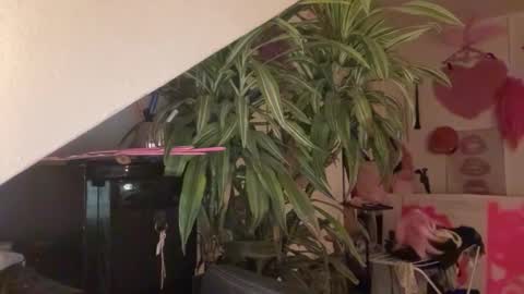 pinkfag online show from 03-31-26, 05:57