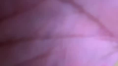 pistolpete9891 online show from 01-25-25, 08:42