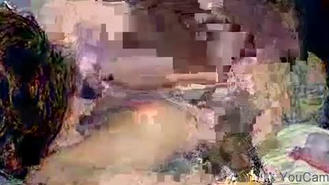 Snapshot of poundittt chatting on 11-02-25, 04:26 dikud0wn online show from 11-02-25, 04:26