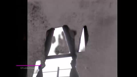 puddled_wonderland online show from 01-06-25, 01:52