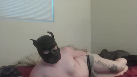 puptav online show from 03-05-26, 01:01