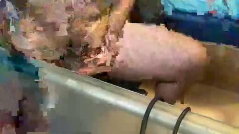 pussy_muncher_691 online show from 10-08-25, 06:05