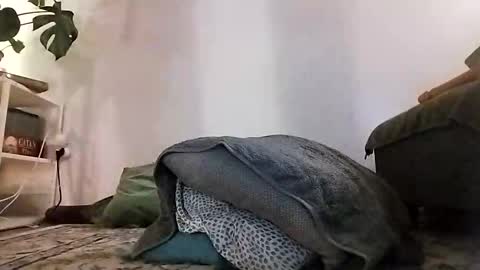 ranchoarg online show from 01-08-26, 05:48