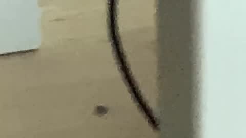 Snapshot of romanooff chatting on 11-27-25, 04:25 Roman online show from 11-27-25, 04:25