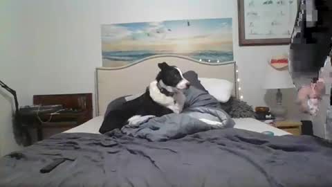 salsbud2022 online show from 02-28-25, 02:53